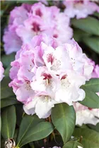  - Rhododendron yakushimanum 'Nicoletta'®