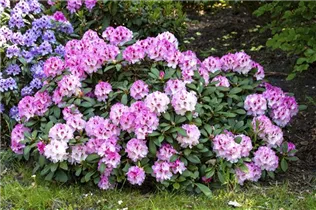  - Rhododendron yakushimanum 'Nicoletta'®