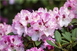  - Rhododendron yakushimanum 'Nicoletta'®