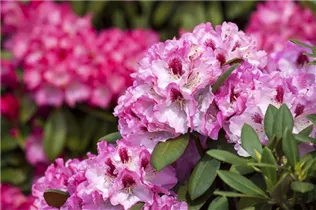  - Rhododendron yakushimanum 'Nicoletta'®