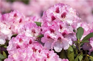  - Rhododendron yakushimanum 'Nicoletta'®