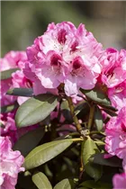  - Rhododendron yakushimanum 'Nicoletta'®