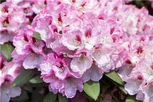  - Rhododendron yakushimanum 'Nicoletta'®