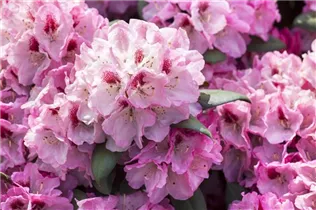  - Rhododendron yakushimanum 'Nicoletta'®