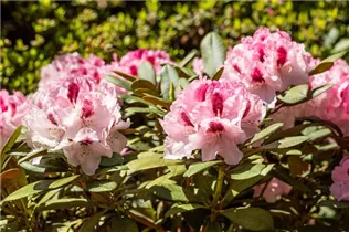  - Rhododendron yakushimanum 'Nicoletta'®