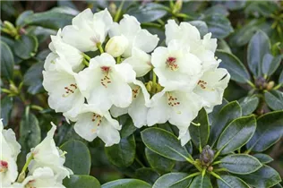  - Rhododendron yakushimanum 'Flava'