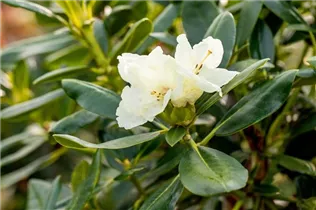  - Rhododendron yakushimanum 'Flava'