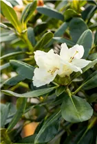  - Rhododendron yakushimanum 'Flava'