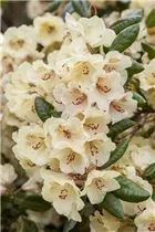  - Rhododendron yakushimanum 'Flava'