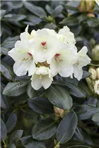  - Rhododendron yakushimanum 'Flava'