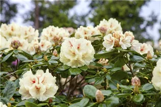  - Rhododendron yakushimanum 'Flava'