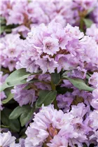  - Rhododendron yakushimanum 'Frühlingsanfang'