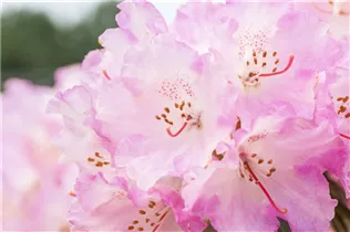  - Rhododendron yakushimanum 'Frühlingsanfang'