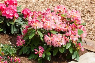 - Rhododendron yakushimanum 'Percy Wiseman'  - Rhododendron yakushimanum 'Percy Wiseman'