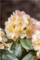 - Rhododendron yakushimanum 'Percy Wiseman'  - Rhododendron yakushimanum 'Percy Wiseman'