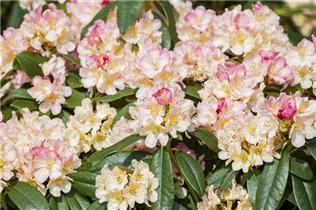 - Rhododendron yakushimanum 'Percy Wiseman'  - Rhododendron yakushimanum 'Percy Wiseman'