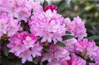  - Rhododendron yakushimanum 'Pink Cherub'