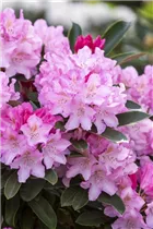  - Rhododendron yakushimanum 'Pink Cherub'