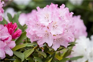  - Rhododendron yakushimanum 'Pink Cherub'