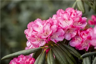  - Rhododendron yakushimanum 'Pink Cherub'