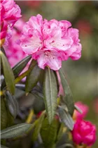  - Rhododendron yakushimanum 'Pink Cherub'