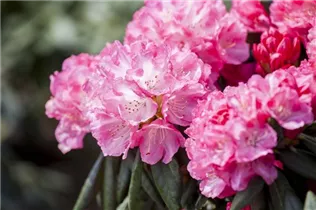  - Rhododendron yakushimanum 'Pink Cherub'