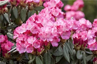  - Rhododendron yakushimanum 'Pink Cherub'