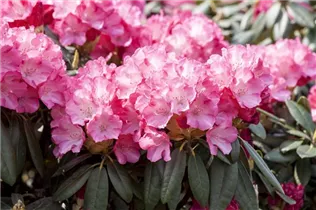  - Rhododendron yakushimanum 'Pink Cherub'