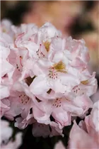  - Rhododendron yakushimanum 'Pink Cherub'