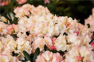  - Rhododendron yakushimanum 'Grumpy'