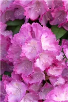  - Rhododendron yakushimanum 'Polaris'