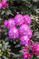  - Rhododendron yakushimanum 'Polaris'