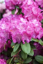  - Rhododendron yakushimanum 'Polaris'