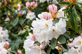  - Rhododendron yakushimanum 'Hasso'