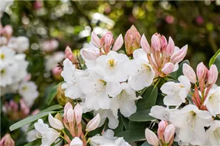  - Rhododendron yakushimanum 'Hasso'