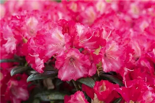  - Rhododendron yakushimanum 'Priscilla'