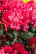  - Rhododendron yakushimanum 'Priscilla'