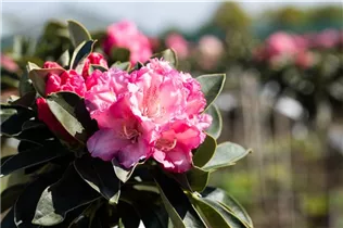  - Rhododendron yakushimanum 'Heinje´s Zauberflöte'