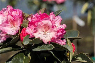  - Rhododendron yakushimanum 'Heinje´s Zauberflöte'