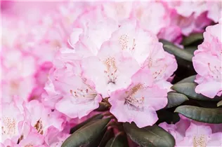  - Rhododendron yakushimanum 'Romantika'