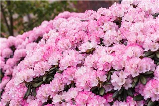  - Rhododendron yakushimanum 'Romantika'