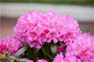  - Rhododendron yakushimanum 'Helgoland'