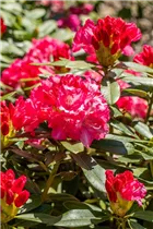  - Rhododendron yakushimanum 'Rosa Wolke'