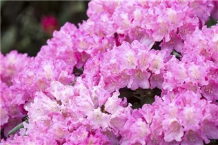  - Rhododendron yakushimanum 'Kalinka'