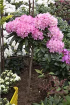  - Rhododendron yakushimanum 'Kalinka'