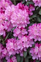  - Rhododendron yakushimanum 'Kalinka'