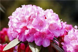  - Rhododendron yakushimanum 'Kalinka'