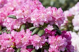  - Rhododendron yakushimanum 'Kalinka'