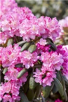  - Rhododendron yakushimanum 'Kalinka'