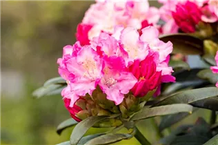  - Rhododendron yakushimanum 'Kalinka'